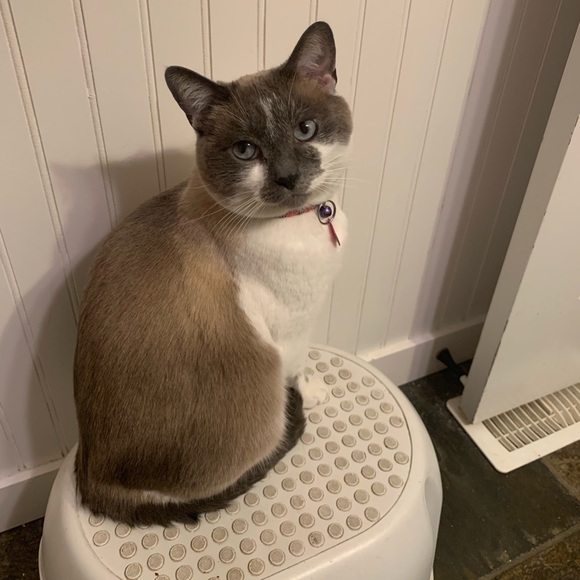 Meet your Posher, Lindsay - Picture 1 of 1